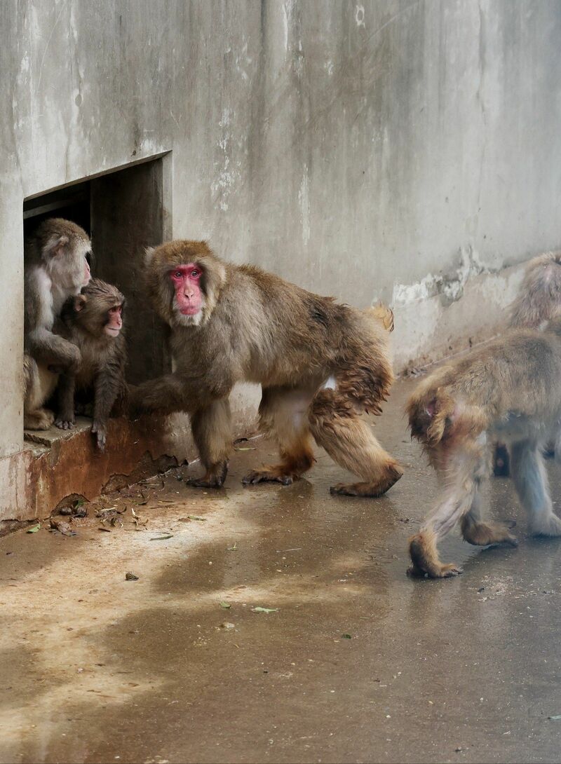 市川市動植物園　パンチくん