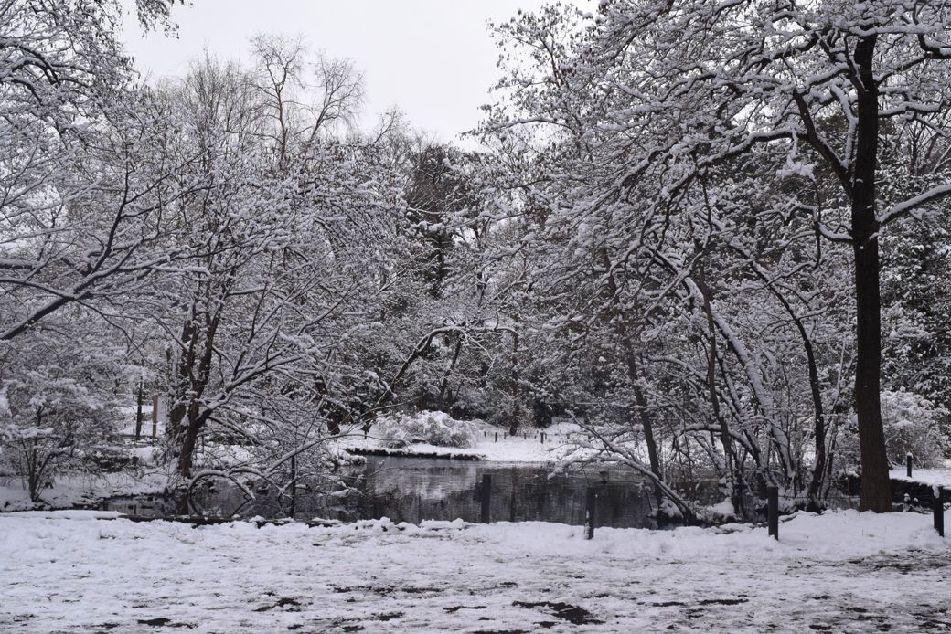 石神井公園。取材時、雪をまとった針葉樹は、まるで北欧の風景のようだった（写真：筆者撮影）