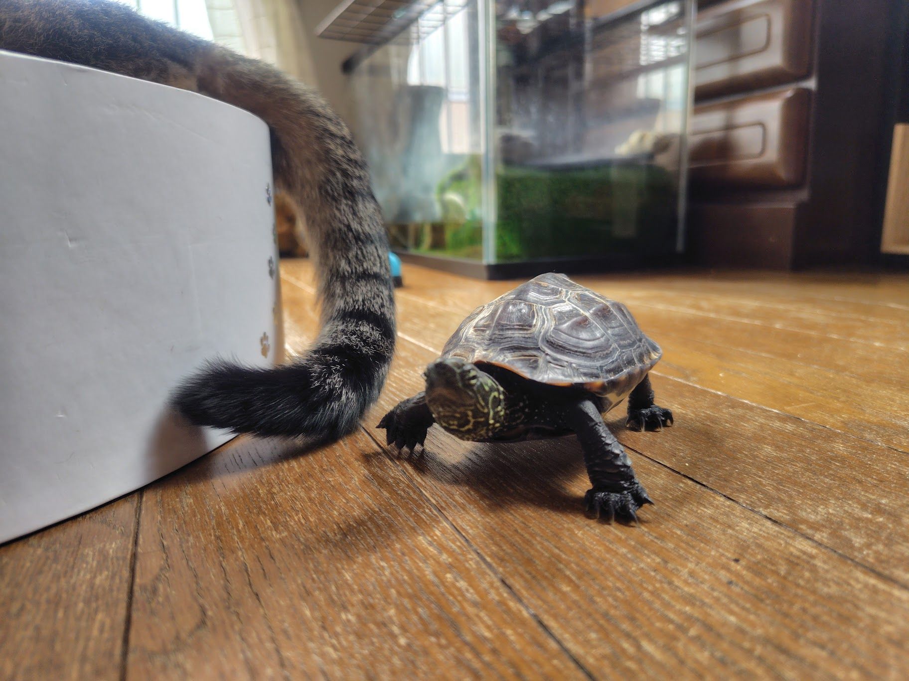 (写真提供:あめちさん)