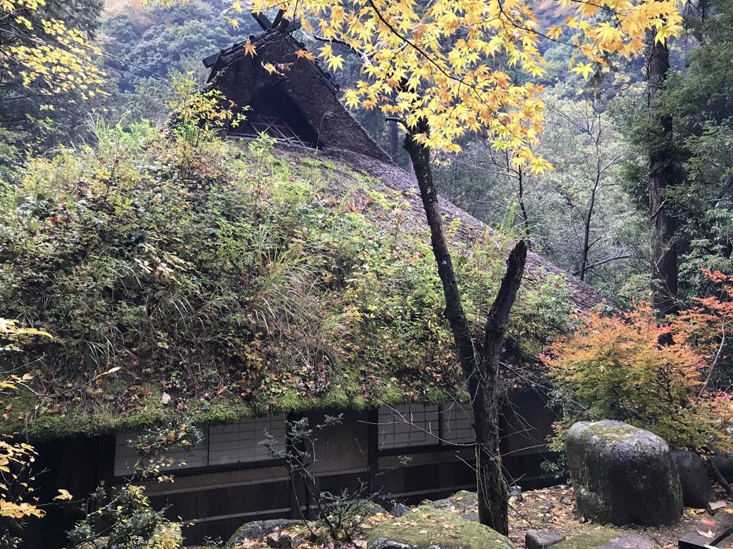 秋になると、赤や黄に色づいた木の葉が燃えるように美しい（筆者撮影）