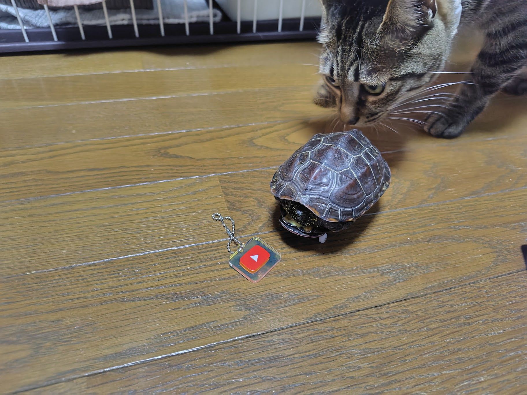 （写真提供：あめちさん）