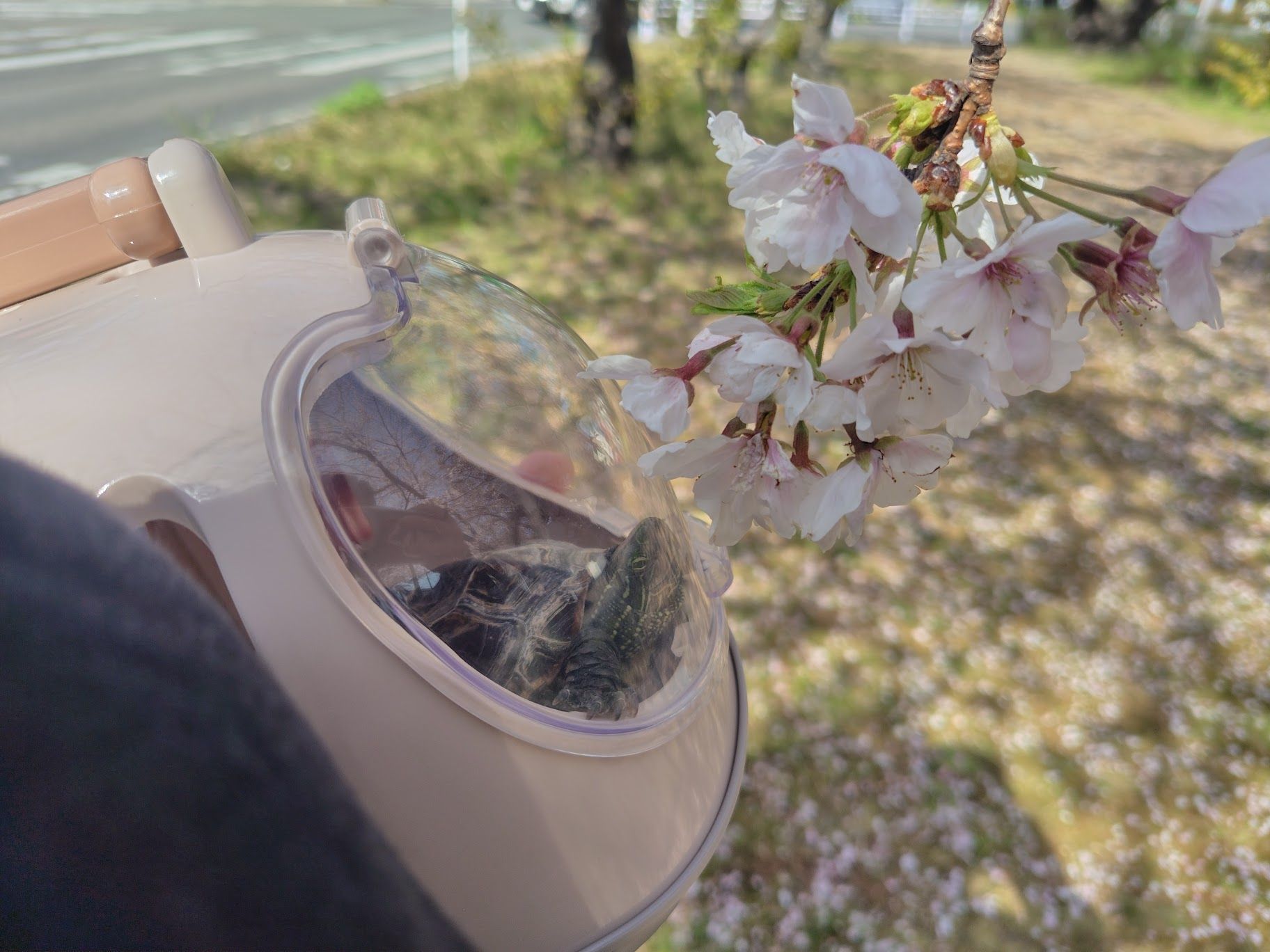 （写真提供：あめちさん）