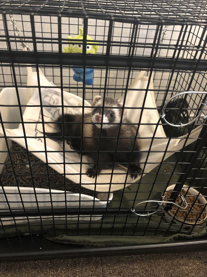 外に出たいときはケージを掻いて「出して」アピールをする（写真提供：ミキさん）