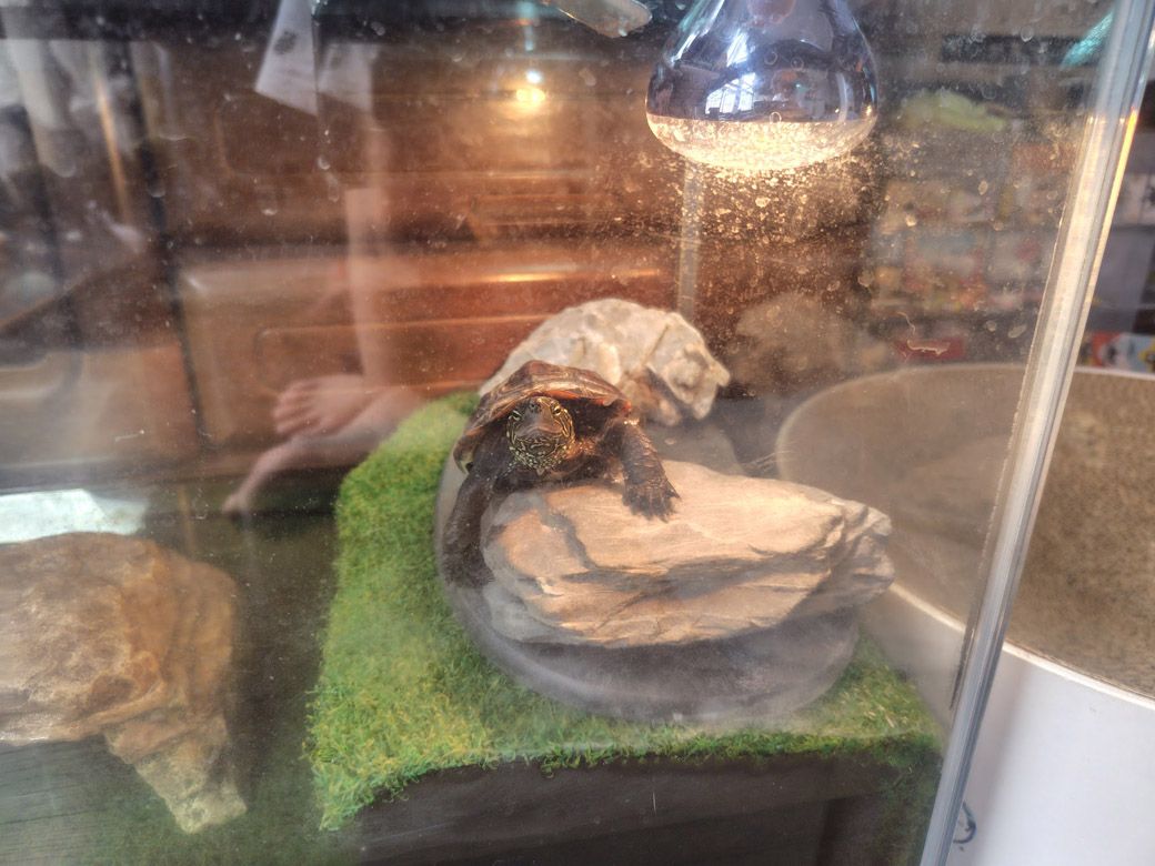 （写真提供：あめちさん）