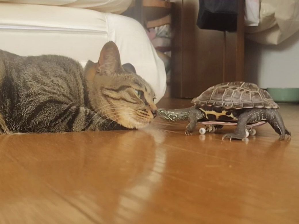 出会って3年、軍曹くんと小雪ちゃんはずっと仲良し（写真提供：あめちさん）
