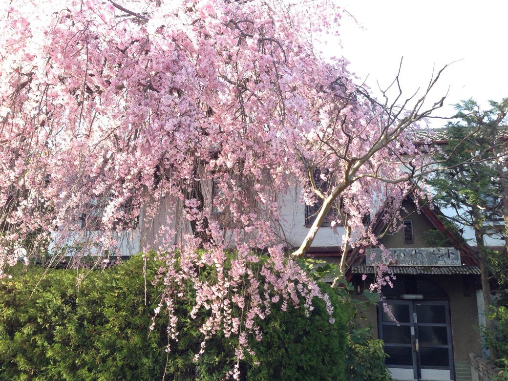 左京区にある洋館「銀月アパートメント」前のしだれ桜も見事（筆者撮影）