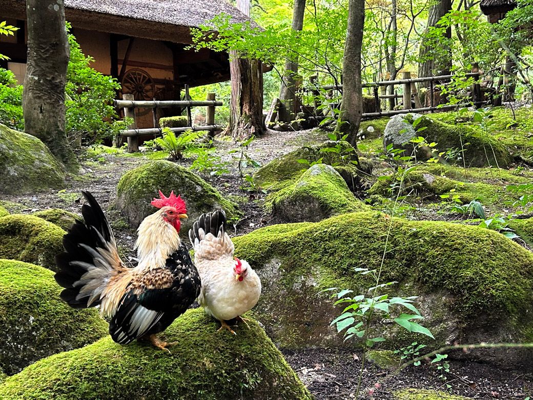 園内を自由に駆け回るニワトリたち。オーナー寺谷誠一郎さんの後について行儀よく列をなす様はまるで幼稚園の先生と子どもたちのようだった（筆者撮影）