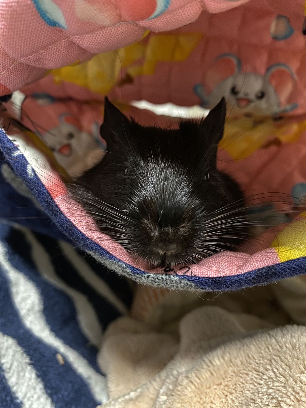 （写真：みきさん）