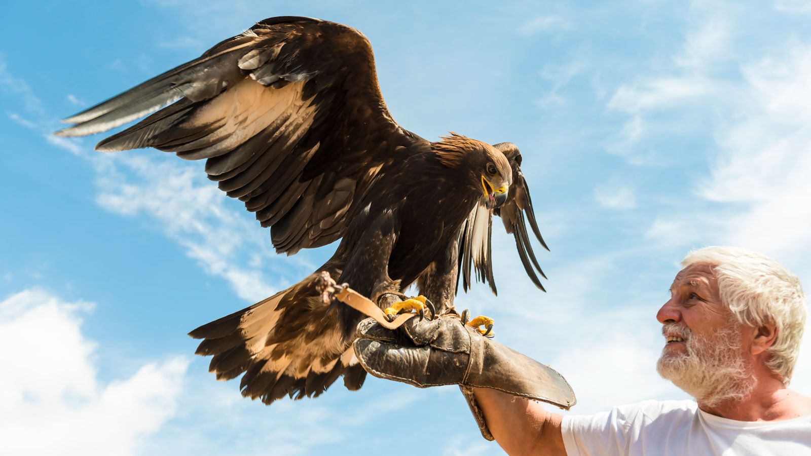 鷹狩り が 王者の狩り と呼ばれる理由 蘊蓄の箪笥 100章 東洋経済オンライン 経済ニュースの新基準