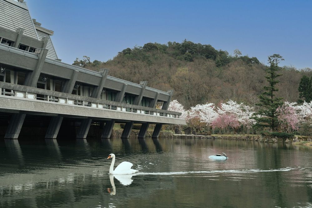 庭園の池には白鳥が優雅に泳いでいる（写真提供：国立京都国際会館）