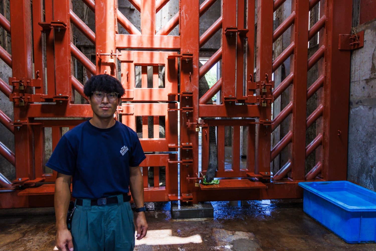 アフリカゾウの飼育担当の疋田喬之さん。頑丈な柵の向こうでは、ゾウさんが鼻でキャベツをつかんでいる（撮影：鼠入昌史）