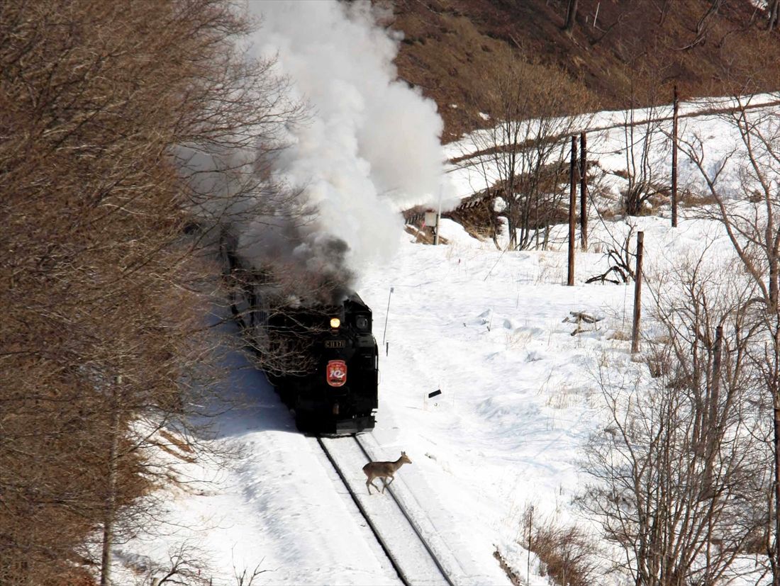 「SL冬の湿原号」エゾシカと遭遇！（撮影：南正時）