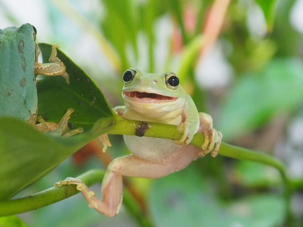 シュレーゲルアオガエル。日本の固有種で、本州、四国、九州地方などに分布する（写真提供：ぴよさん）