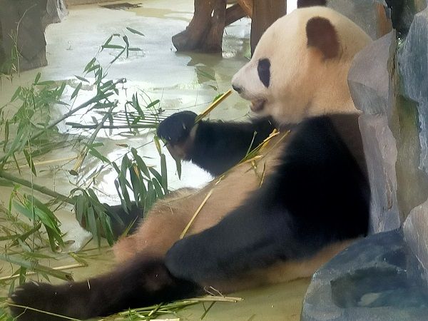 成都ジャイアントパンダ繁殖研究基地のパンダ（写真：筆者撮影）