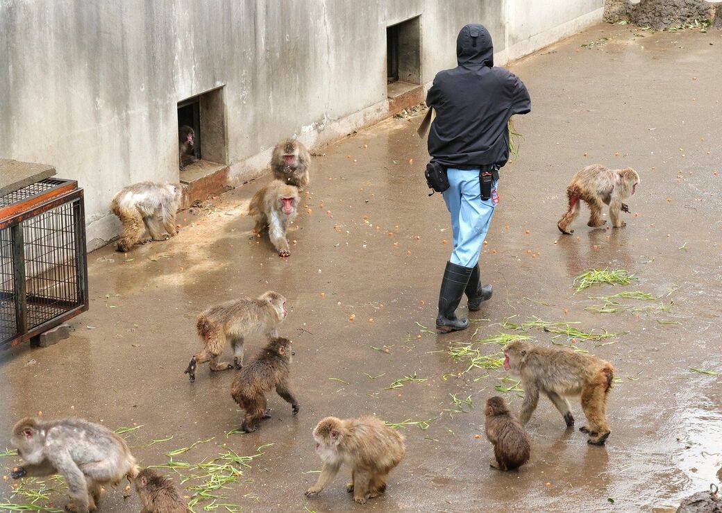 市川市動植物園　パンチくん