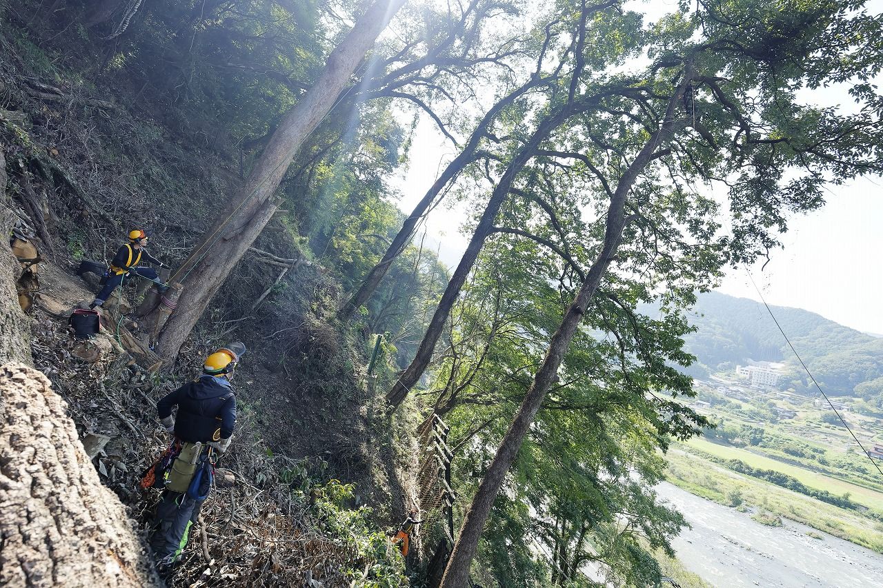 枝打ち中の対象木。右上の枝上にチェーンソーを持った作業者がいる　（筆者撮影）