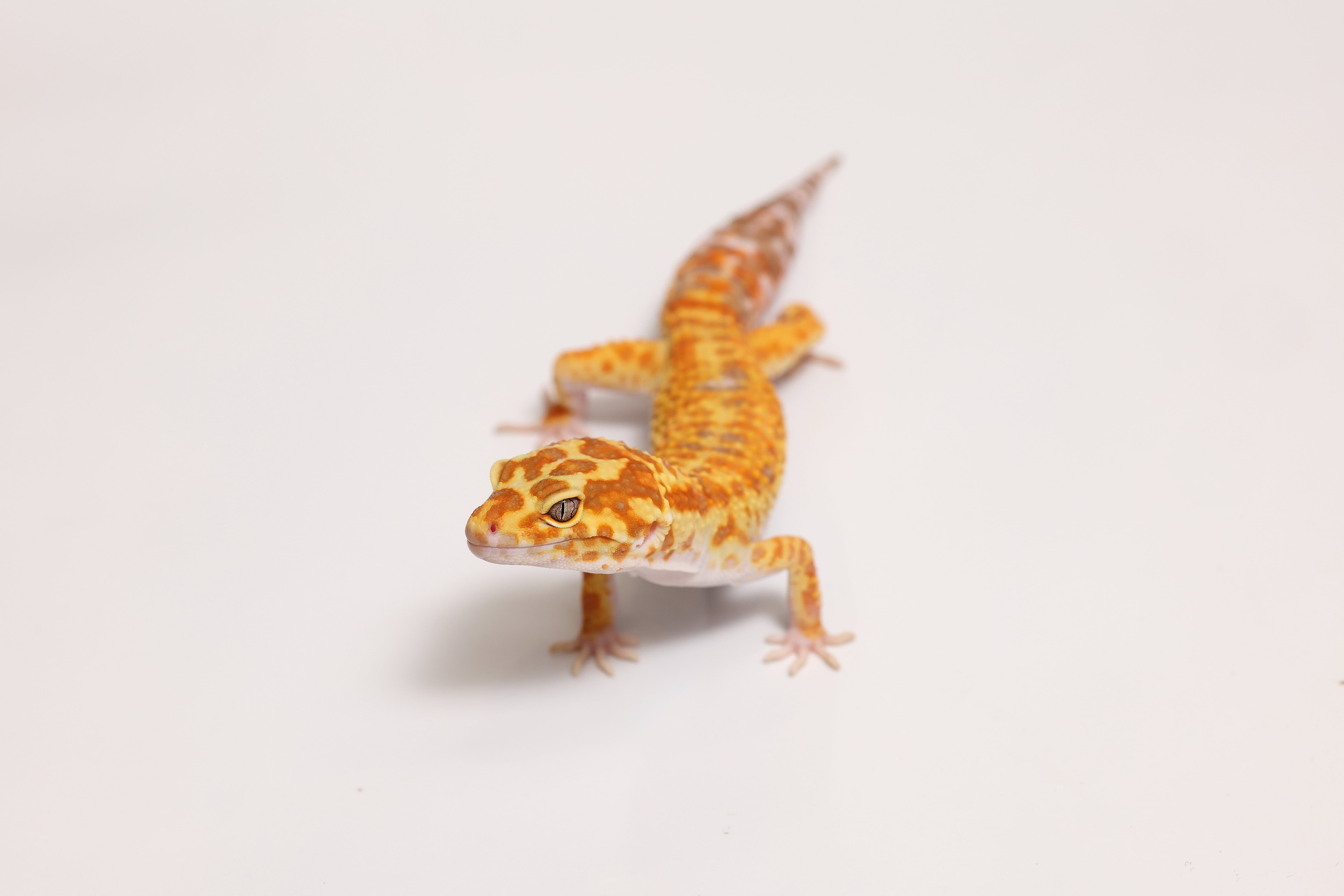 ヒョウモントカゲモドキ（W＆Yトレンパー）②（撮影：尾形文繁／撮影協力：LUCK UP Reptiles）