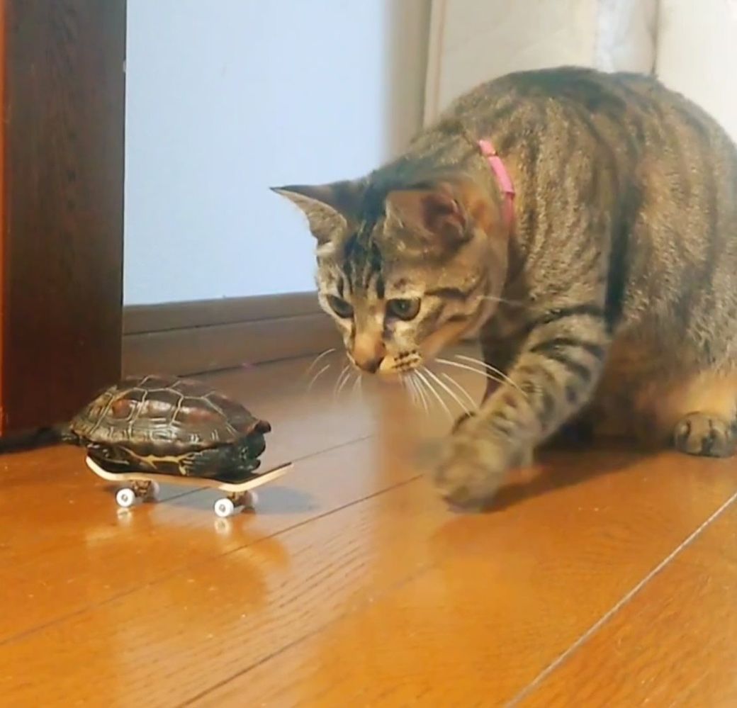 初めてスケボーに乗った日、怖くて手も足も出なかった軍曹くんを心配する小雪ちゃん（写真提供：あめちさん）